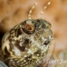 blenny_sailfin_lphr_gc_h_0187_cay4100.jpg